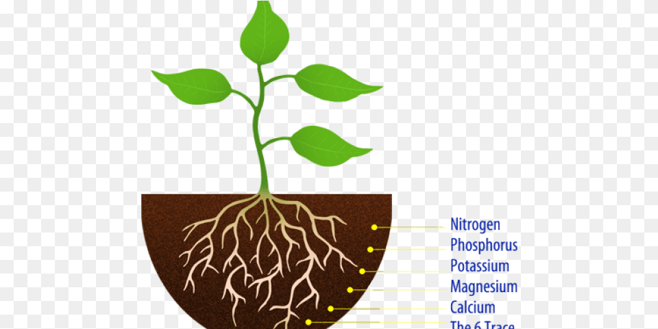 Soil Clipart Seedling Simple Plant With Roots, Root, Leaf Free Png Download