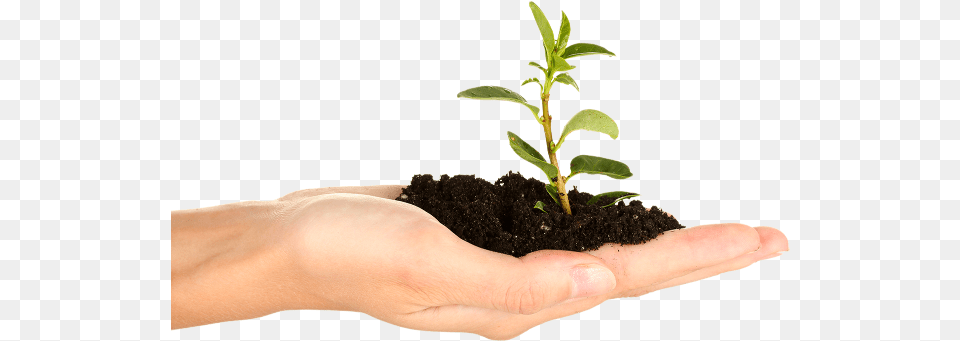 Soil In Hand Plant Hand, Planting, Person, Leaf, Baby Png