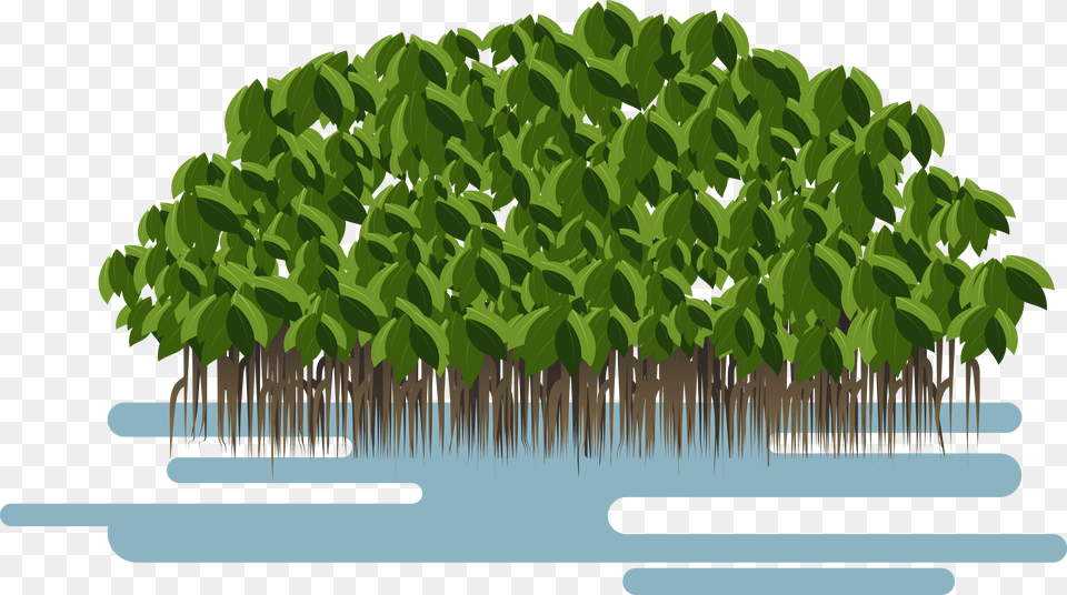 Soil Layers Clipart Mangrove, Green, Tree, Potted Plant, Plant Free Transparent Png