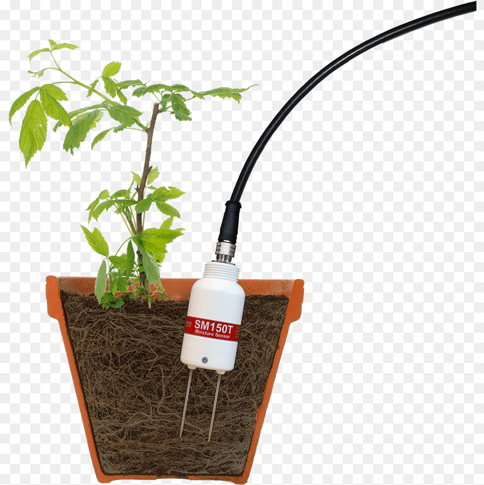 Soil Moisture Sensor In Raspberry Plant Pot Soil Moisture Sensor In Pot, Jar, Planter, Potted Plant, Pottery Free Transparent Png