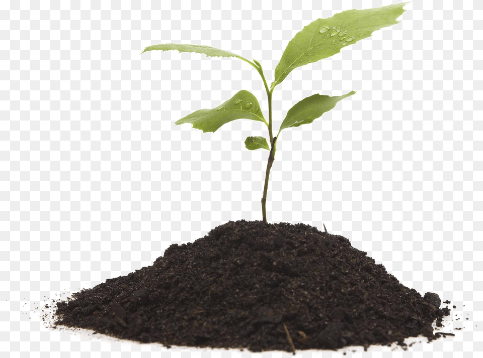 Soil Plant Growing Background, Sprout Png