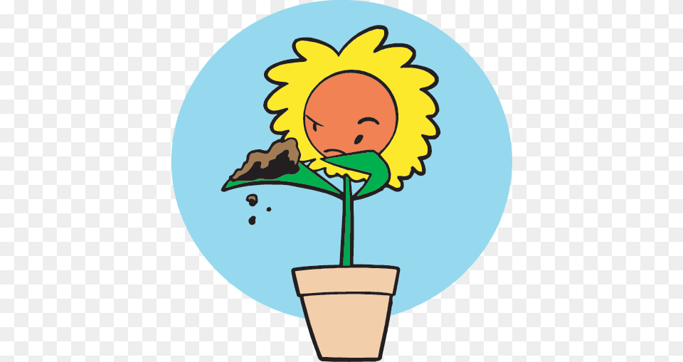 Soil Teachers, Flower, Plant, Sunflower, Potted Plant Free Transparent Png