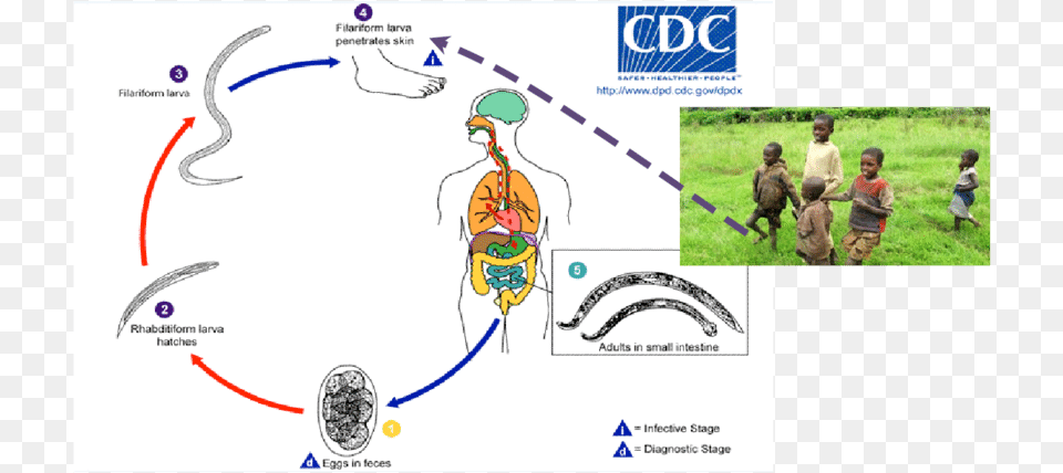 Soil Transmitted Helminths Life Cycle, Person, Walking, Baby Free Png Download
