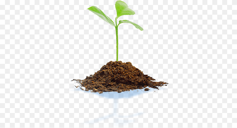 Soil Treatment Biofertilizers And Biostimulants Algenol Young Tree Plant, Sprout, Leaf Free Png