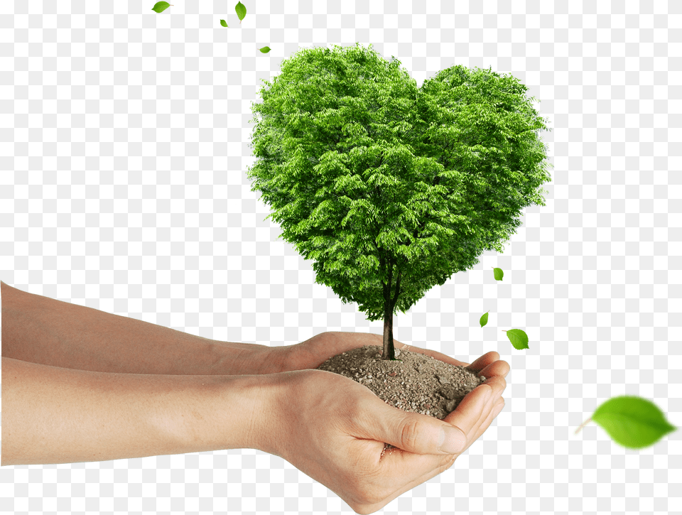 Soil Tree Shaped As A Heart Png