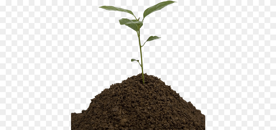 Soil Young Tree Transparent, Plant, Sprout, Leaf Free Png
