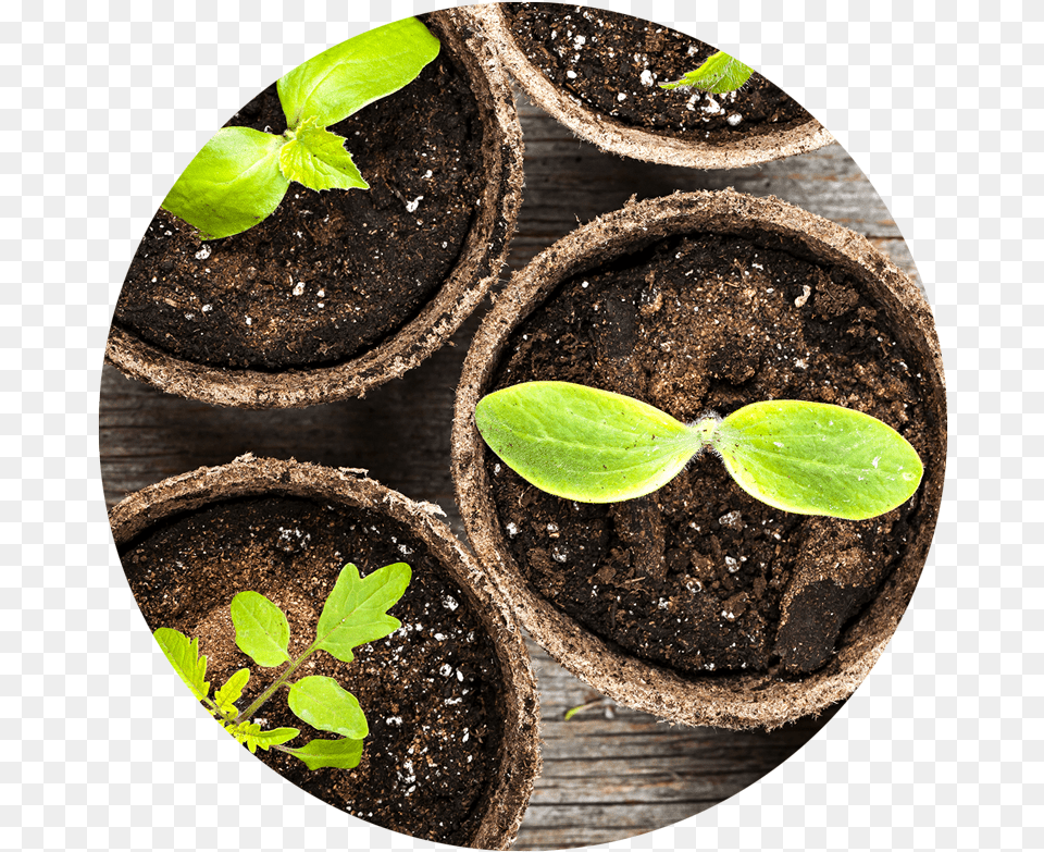 Soilplant Widget Seed Growing In A Pot, Leaf, Plant, Potted Plant, Soil Free Png