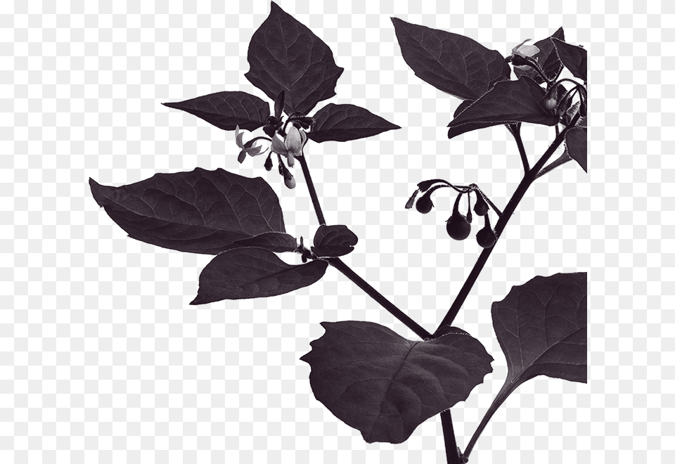 Solanum Nigrum Linn, Leaf, Plant, Silhouette, Face Free Png