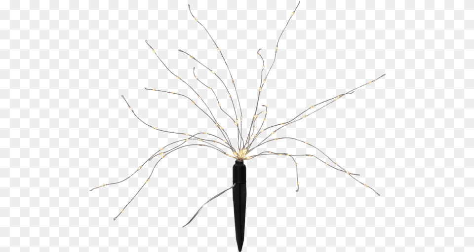 Solar Decoration Firework Solar Desert Palm, Animal, Invertebrate, Spider Free Transparent Png