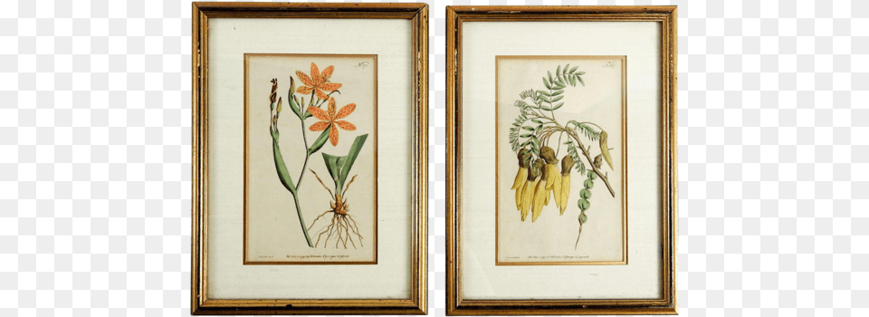 Sold Out 1791 Botanical Antique Engravings A Pair Giclee Print Flower Garden Varietals Iii By Vision, Photo Frame Free Png