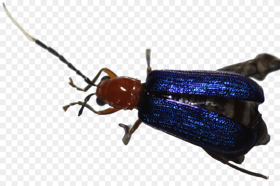 Soldier Beetle Png Image