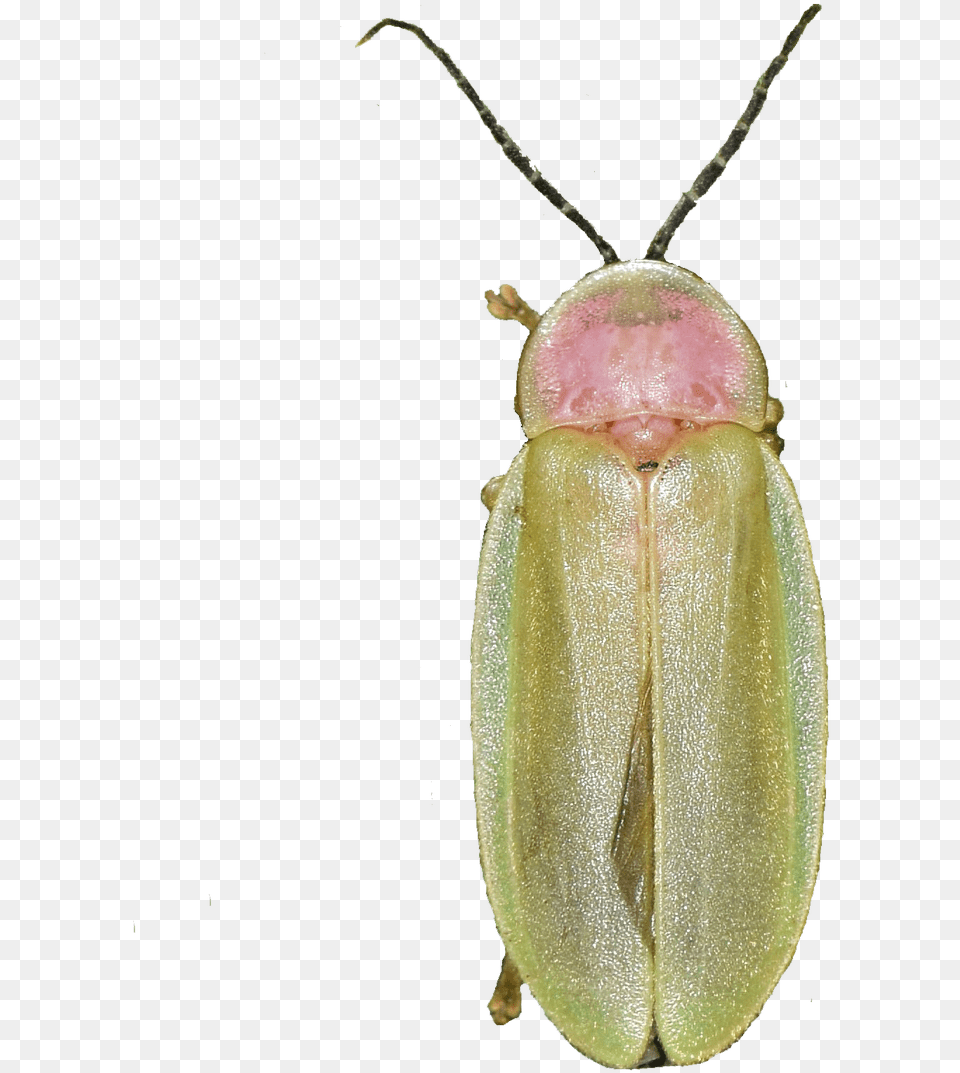 Soldier Beetle, Animal, Insect, Invertebrate, Firefly Free Transparent Png