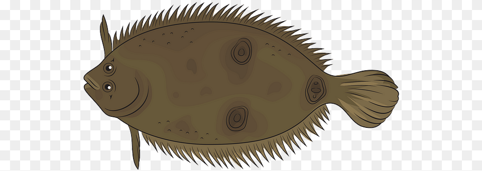 Sole, Animal, Fish, Sea Life, Halibut Png