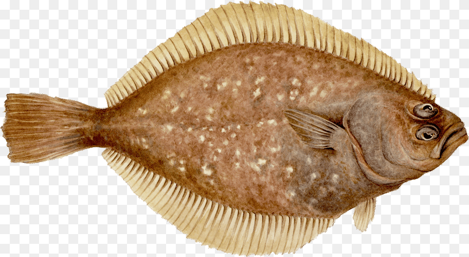 Sole Petrale Sole, Animal, Fish, Sea Life, Halibut Free Png Download