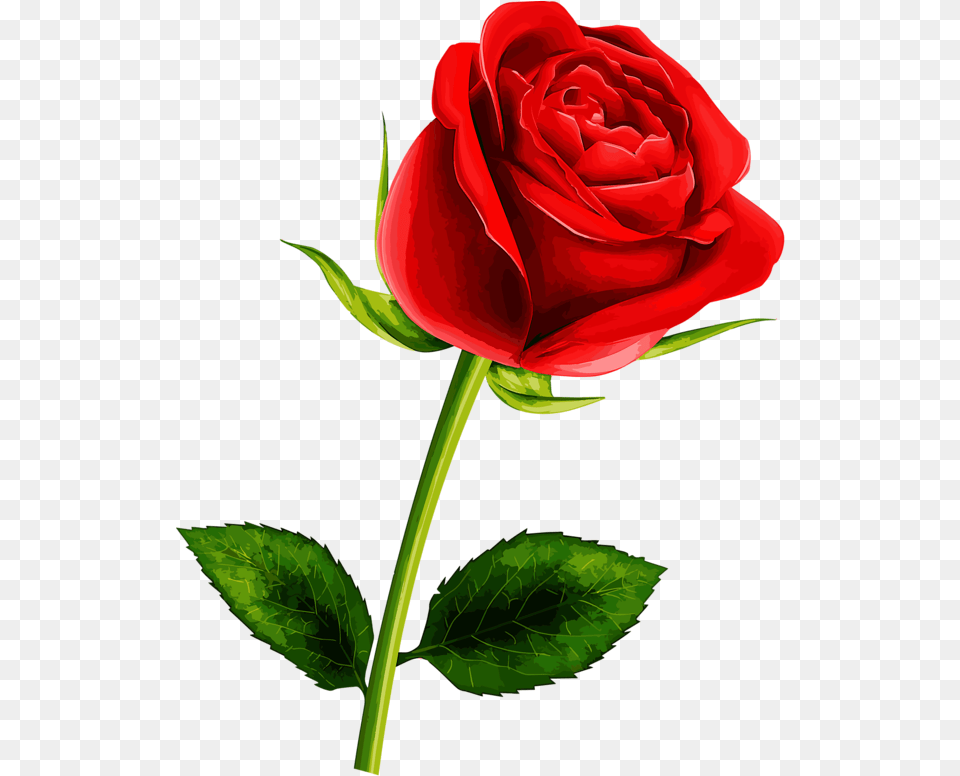 Soledad Red Flowers Pretty Roses Single Single Rose Flower, Plant Free Png