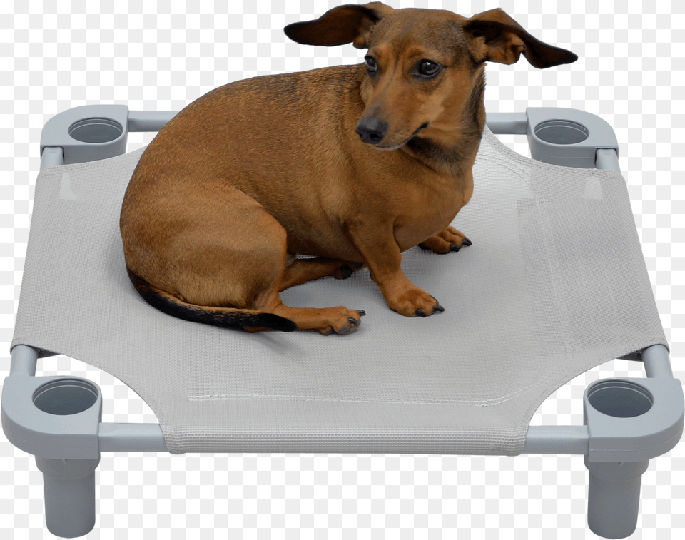 Solid Color Premium Weave Dog Cot Companion Dog, Animal, Canine, Mammal, Pet Free Transparent Png