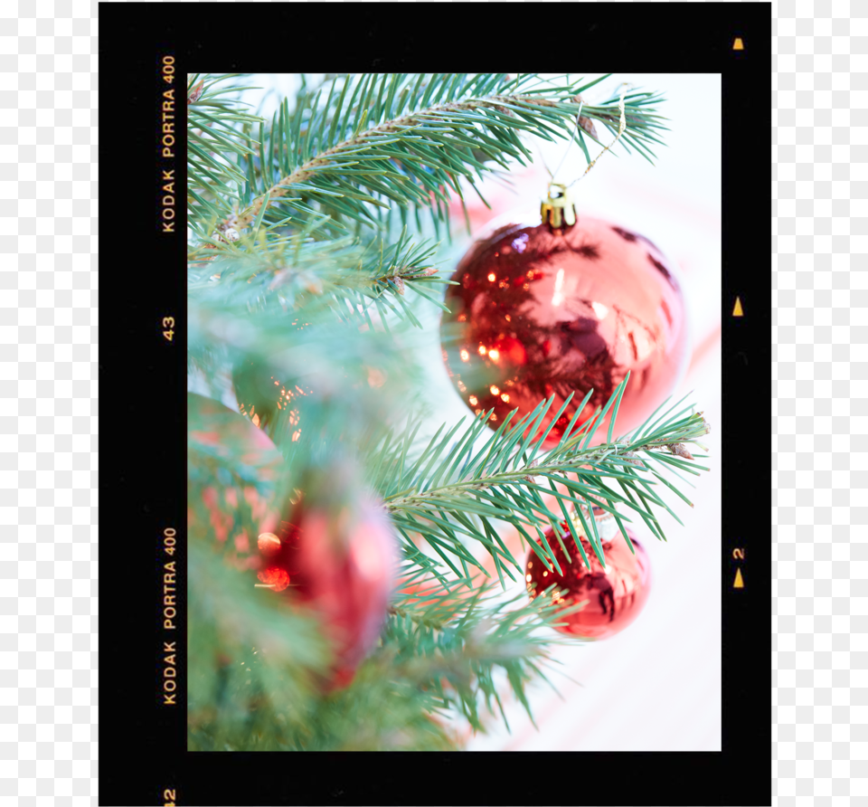 Solo Image Christmas Ornament, Plant, Tree, Accessories, Fir Free Transparent Png
