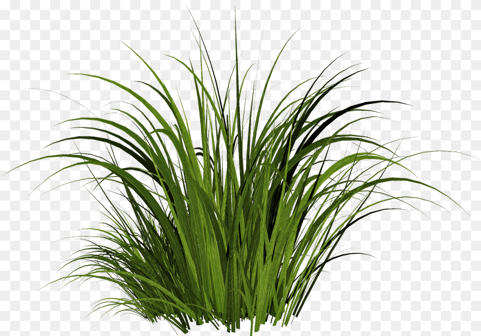 Solved The Material Is Grass Autodesk Community Stingray Tall Grass, Plant, Vegetation, Aquatic, Water Png Image