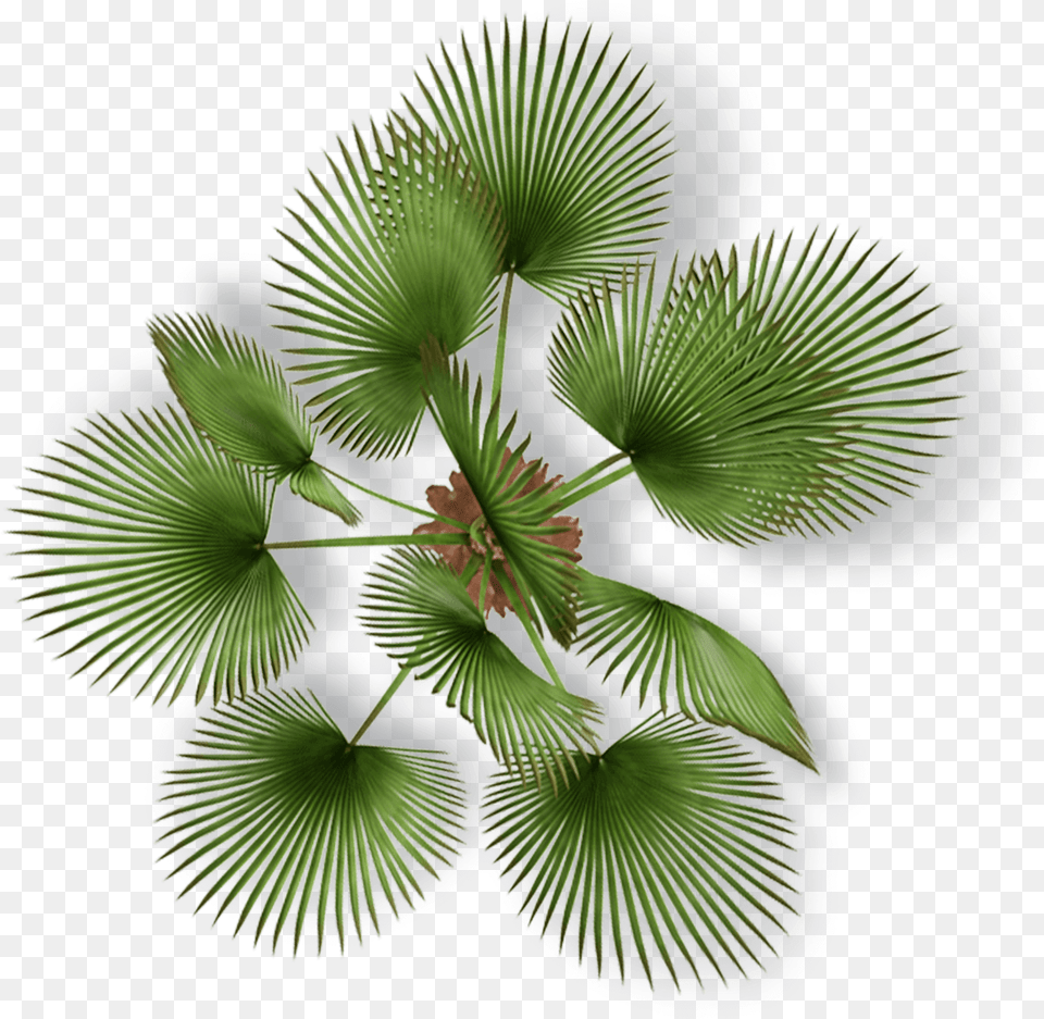 Soly Import Palm Tree Top View, Leaf, Palm Tree, Plant, Flower Png
