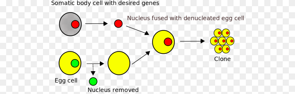 Somatic Cell Nuclear Transfer Free Transparent Png