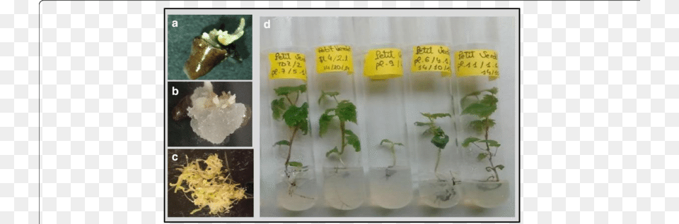 Somatic Embryogenesis Se Induction After 2 Months Somatic Embryogenesis, Jar, Herbs, Plant Free Png Download