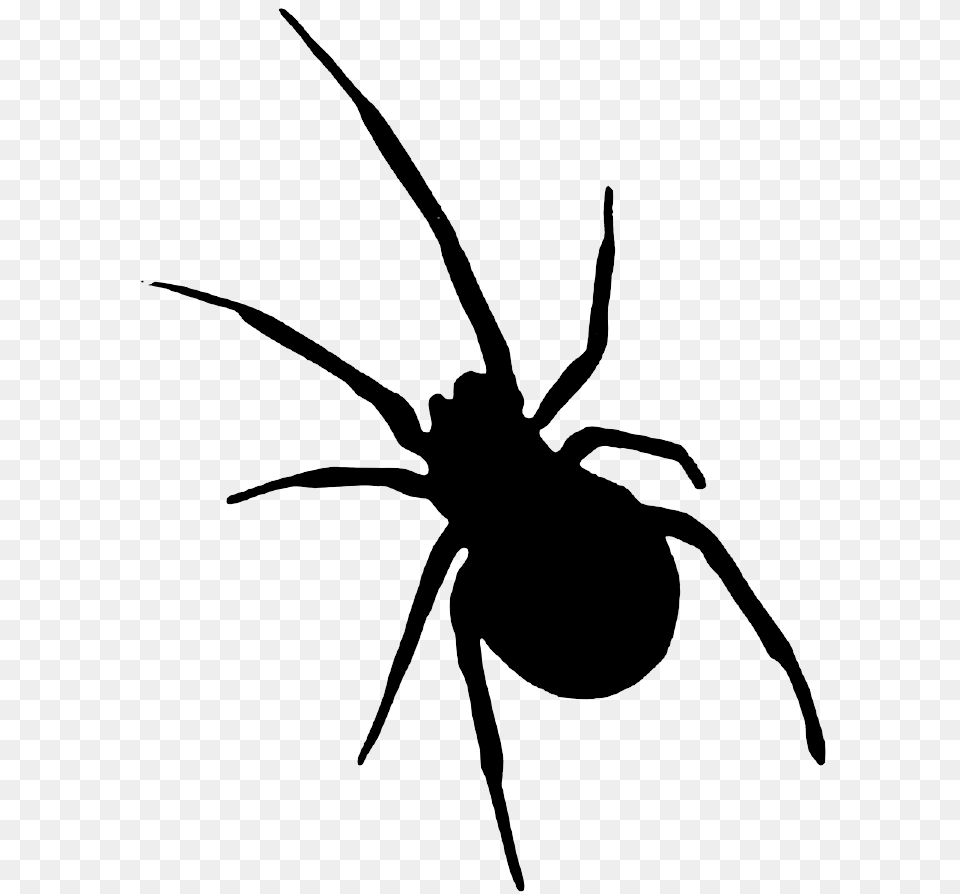 Sombra Halloween, Animal, Invertebrate, Spider, Insect Free Transparent Png