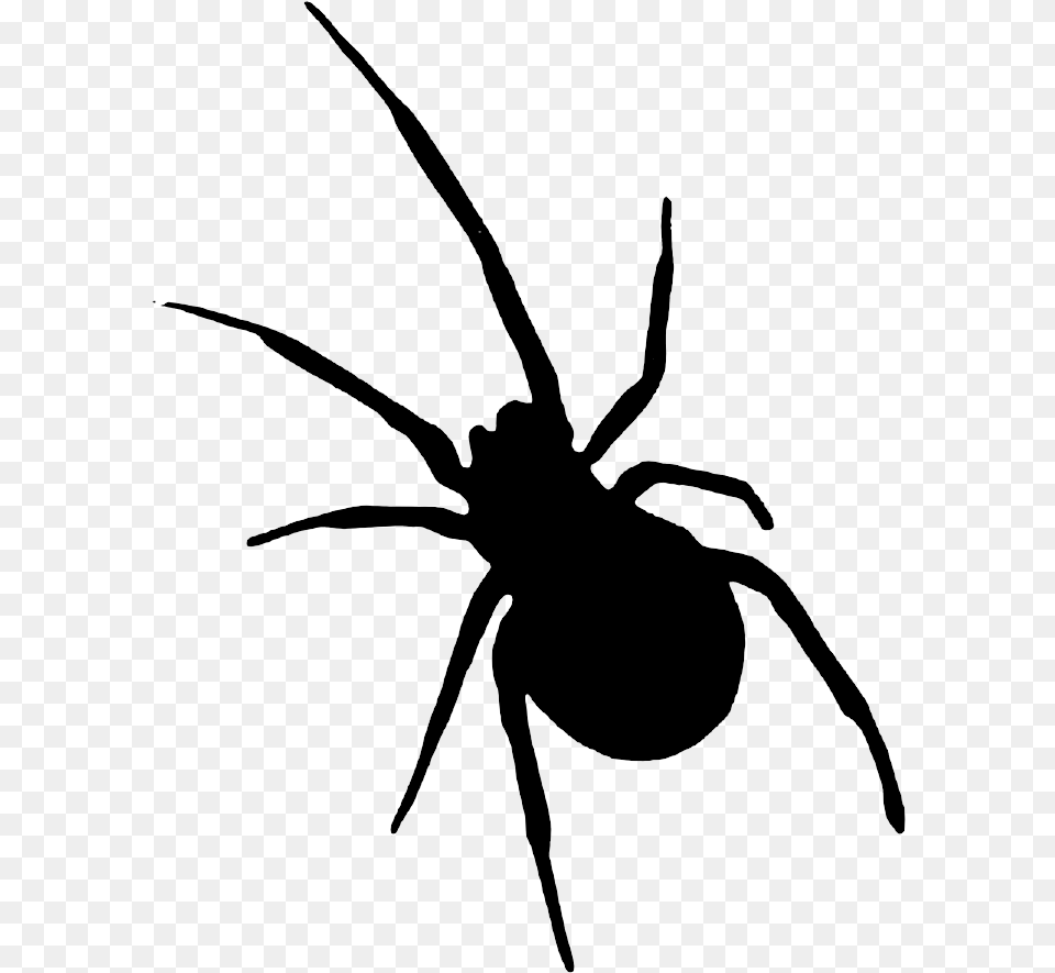 Sombra Halloween Halloween, Animal, Invertebrate, Spider Png