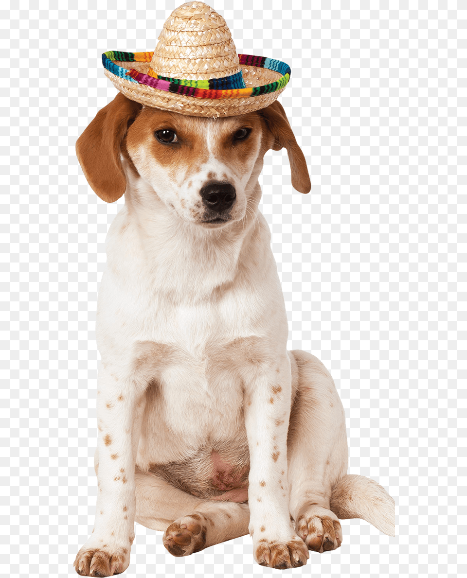 Sombrero Hat Dog Costume Sombrero Hat, Clothing, Sun Hat, Pet, Mammal Png Image