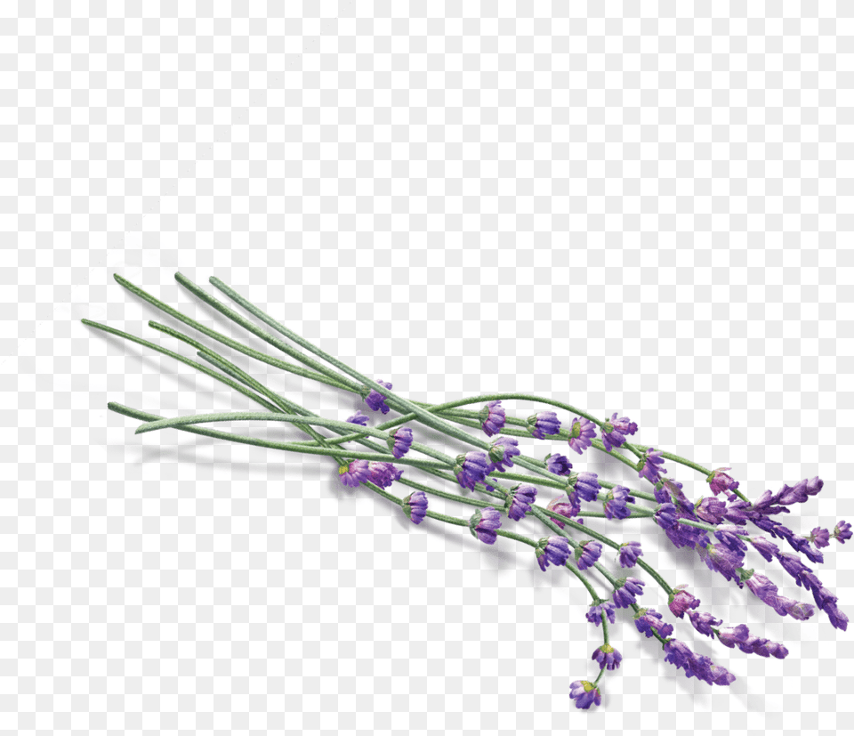 Some Lavender, Flower, Plant, Purple Png