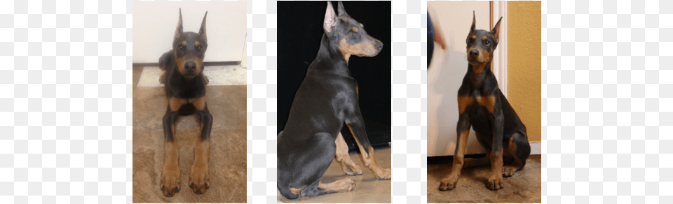 Some Of The Most Devoted Dog Owners Crop Ears Dobermann, Animal, Canine, Mammal, Pet Free Png Download