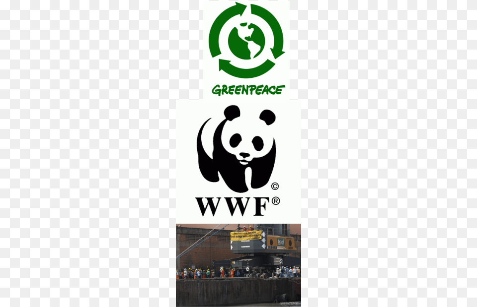 Some Of The Organisations Trying To Fight The Deforestation Greenpeace Story By Brown Michael May, Advertisement, Poster, Person, Animal Png