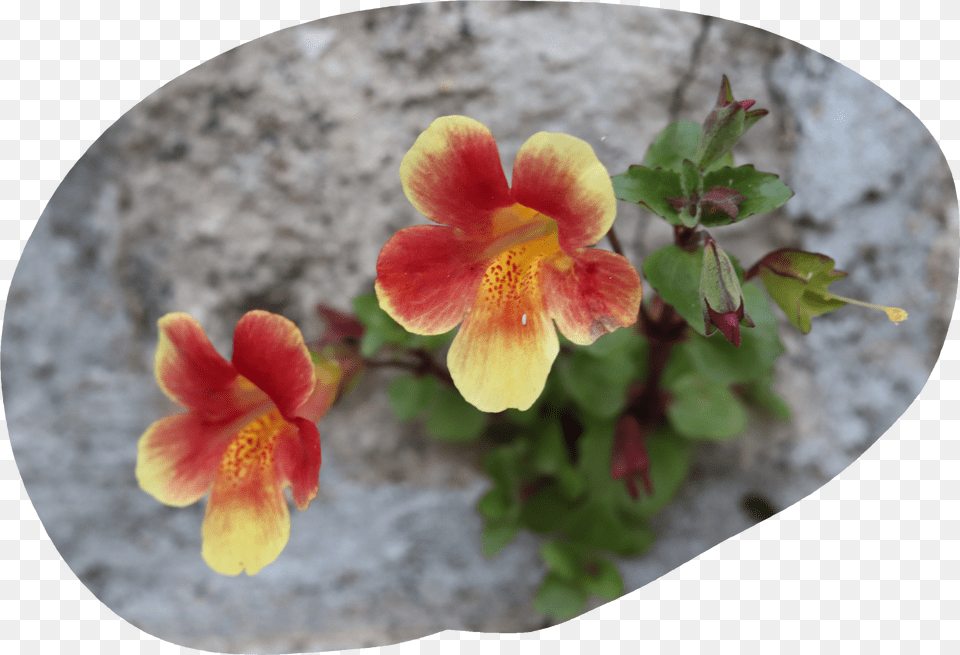 Some Wildflowers Alstroemeriaceae, Advertisement, Poster, Person, Text Free Png