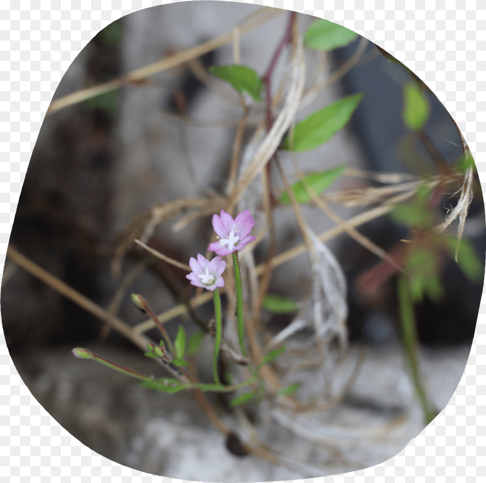 Some Wildflowers Gentians, Flower, Geranium, Plant, Acanthaceae Png Image