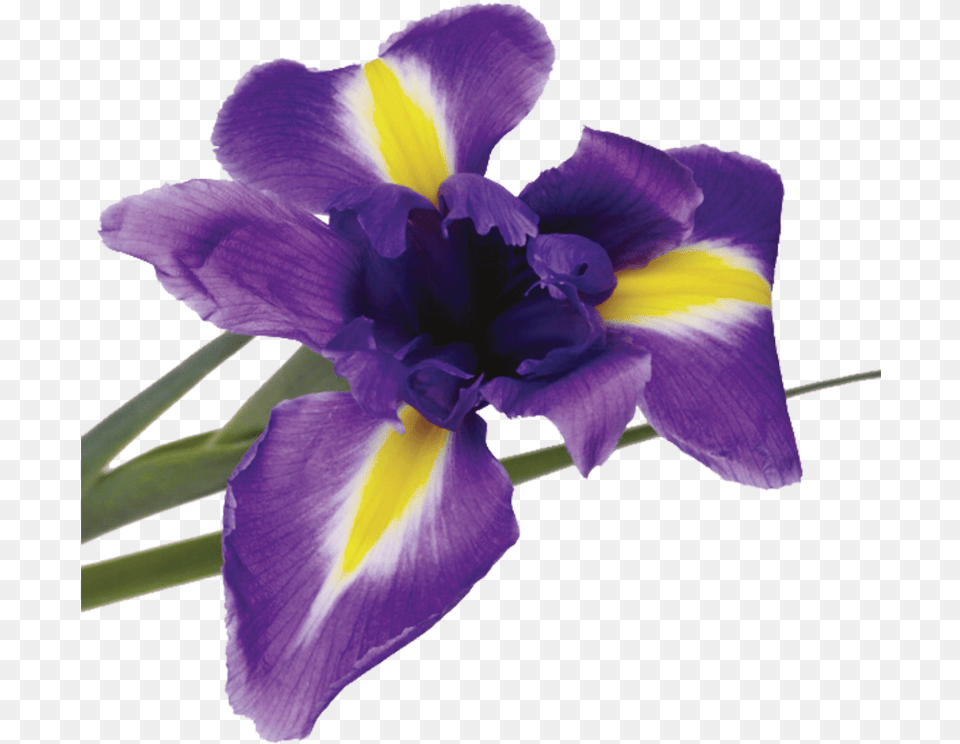 Something Purple And Yellow, Flower, Iris, Plant, Petal Png