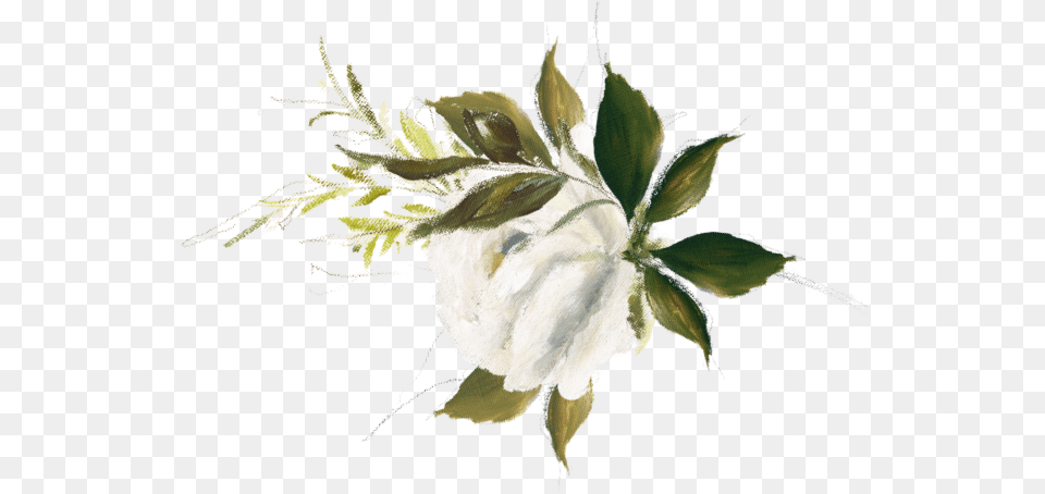Something White Bridal Boutique, Plant, Cotton, Leaf Free Png Download