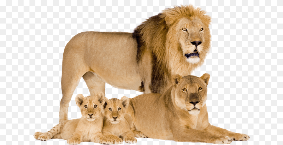 Sometimes You Will Want To Recover Specific Items From Lion Lioness And Cubs, Animal, Mammal, Wildlife Free Png Download