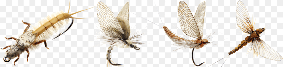 Son Match39n Catch J Son Fly Fishing, Animal, Insect, Invertebrate Png Image