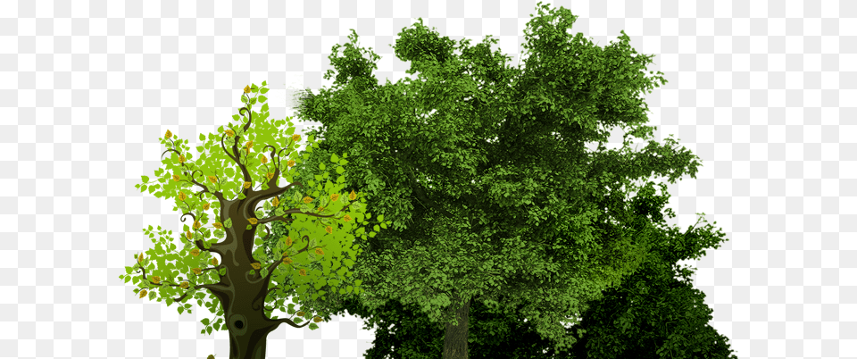 Song Garden Music Group Small Oak Tree, Green, Vegetation, Tree Trunk, Sycamore Free Transparent Png