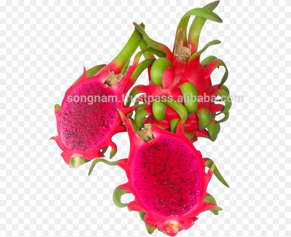 Song Nam Red Flesh Dragon Fruit From Pitaya, Food, Plant, Produce Free Png
