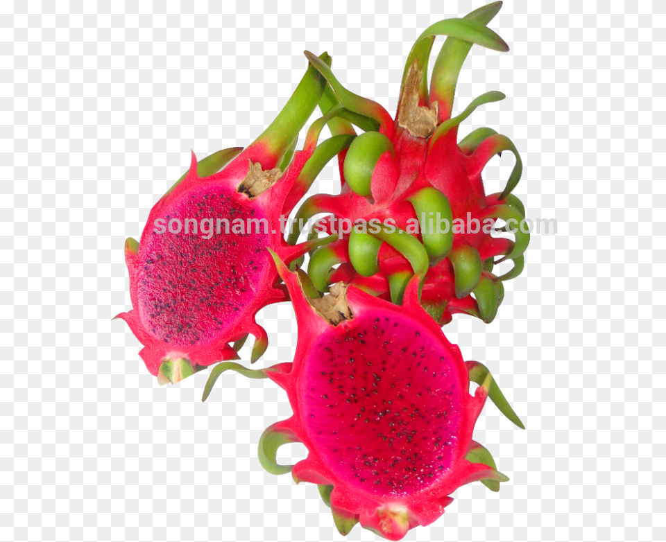 Song Nam Red Flesh Dragon Fruit From Vietnam Pitaya, Food, Plant, Produce Free Png Download