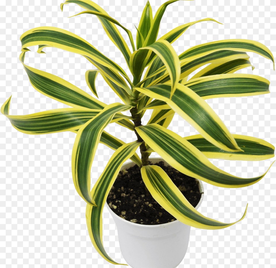 Song Of India Plant Png Image