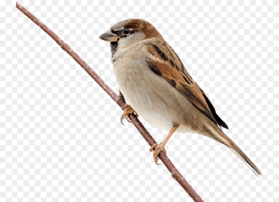Song Sparrow Clipart Sparrow, Animal, Bird, Anthus, Finch Free Transparent Png