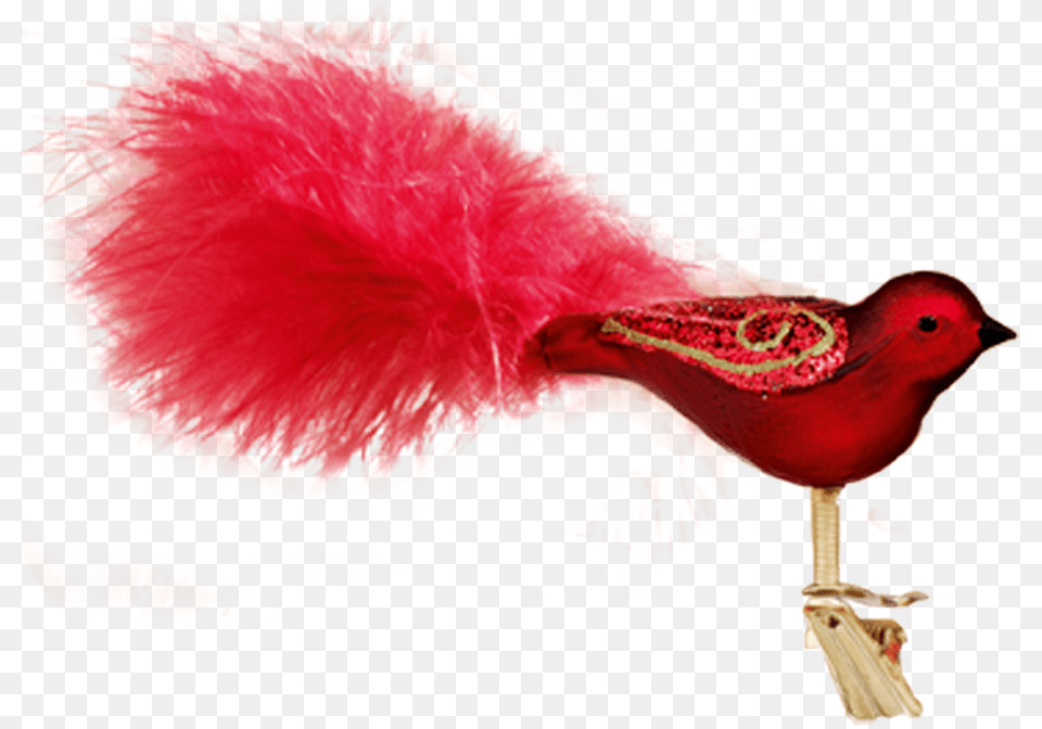 Songbird, Animal, Beak, Bird Free Transparent Png