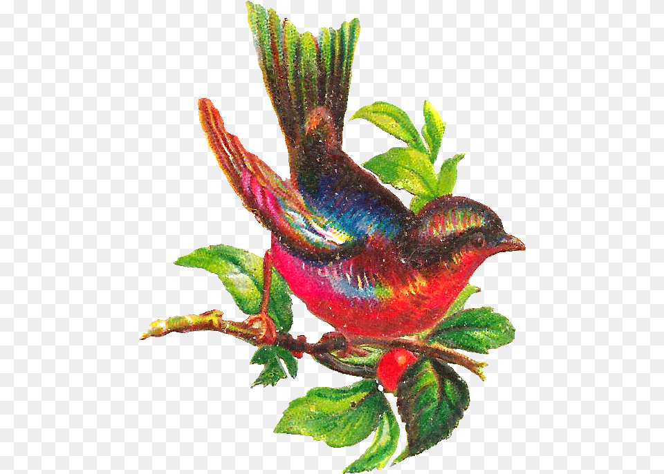 Songbird, Leaf, Plant, Animal, Bird Free Png