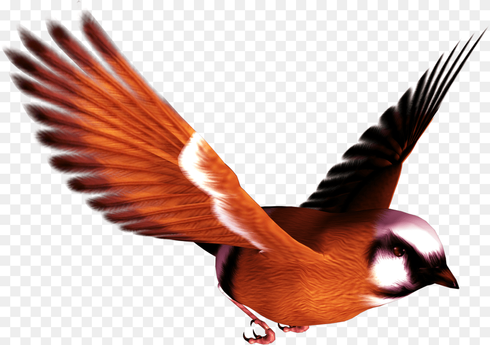 Songbird Clipart High Resolution, Flying, Animal, Bird, Finch Free Png