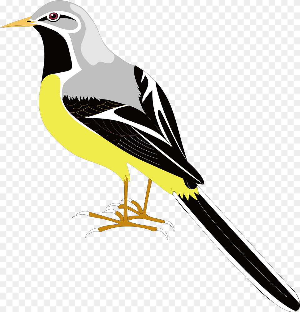 Songbird Clipart Mockingbird Cartoon Sparrow, Animal, Bird, Finch, Beak Png