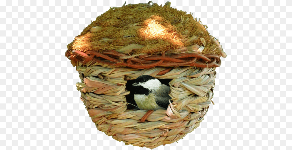 Songbird Essentials, Animal, Bird, Nest, Finch Png Image
