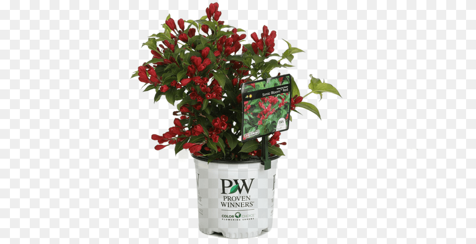 Sonic Bloom Red Weigeladata Rimg Lazydata Proven Winners, Potted Plant, Flower, Flower Arrangement, Flower Bouquet Png