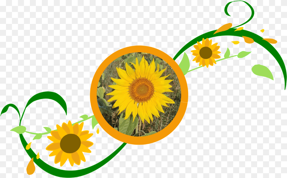 Sonnenblumemitranke Sunflower Clipart Full Size Clipart Fresh, Flower, Plant, Machine, Wheel Free Transparent Png