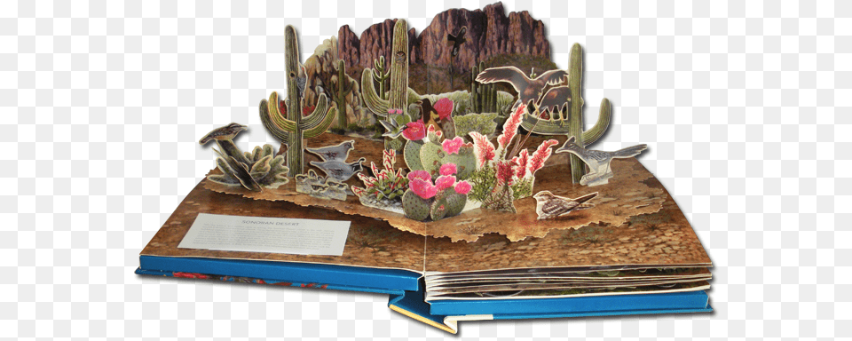 Sonoran Desert Smaller, Flower, Flower Arrangement, Plant, Animal Png